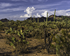 images/arizona/_6454604_small.jpg