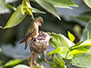 Feeding Time images/hb/_d807239_small.jpg