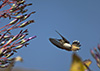 Hummingbirds Image #19 images/hb/_igp7344_small.jpg
