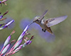 Hummingbirds Image #17 images/hb/_igp7450_small.jpg
