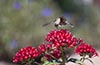 Hummingbirds Image #18 images/hb/_igp7825_small.jpg