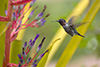 Hummingbirds Image #2 images/hb/_igp8277_small.jpg