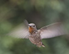 Hummingbirds Image #20 images/hb/_k203065_small.jpg