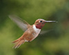 Hummingbirds Image #21 images/hb/_k203120_small.jpg