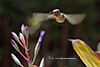 Hummingbirds Image #23 images/hb/_k206429_small.jpg