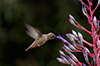 Hummingbirds Image #3 images/hb/_k207293_small.jpg