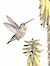 Allen's Hummingbird And Aloe images/hb/_k3_1625_pencil_small.jpg