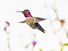 Anna's Hummingbird images/hb/_k3_3058_small.jpg
