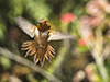 Rufous images/hb/_k3_5398_small.jpg