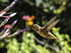 Rufous or Allen's images/hb/_k3_6301_small.jpg