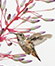 Young Allen's Hummingbird images/hb/_k3_7106_small.jpg
