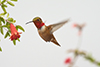 Allen's Hummingbird images/hb/_k3_9721_small.jpg