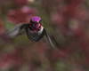 Anna's Hummingbird Portrait images/hb/_k500975_small.jpg