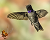 Black-chinned Hummingbird images/hb/_k505581_small.jpg