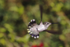 Hummingbirds Image #30 images/hb/_k5_1011_small.jpg
