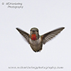 Hummingbirds Animation #1 images/hb/_k5_1697_1707_small.jpg