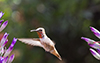 Hummingbirds Image #22 images/hb/_k5_2727_small.jpg