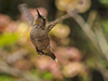 Anna's Hummingbird images/hb/_k5_4038_small.jpg