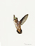 Allen's Hummingbird images/hb/_k5_6495_small.jpg