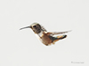 Allen's Hummingbird images/hb/_k5_6506_small.jpg