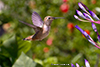 Hummingbirds Image #28 images/hb/_k5_8037_small.jpg