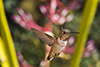 Hummingbirds Image #29 images/hb/_k5_9657_small.jpg