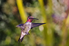 Male Anna's Hummingbird images/hb/_k5_9700_small.jpg
