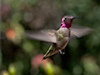 Hummingbirds Image #26 images/hb/_k7_3947_small.jpg