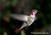 Hummingbirds Image #27 images/hb/_k7_4030_small.jpg