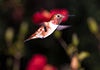 Hummingbirds Image #25 images/hb/_k7_4656_small.jpg