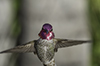 Anna's Hummingbird images/hb/_wk53325_small.jpg